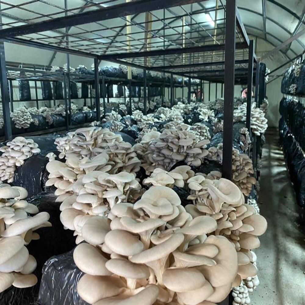 İstiridye mantarı üretim alanı